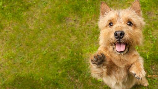 Terrier jumping towards camera