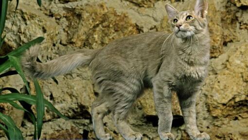 Oriental Long Hair cat is playing in the garden