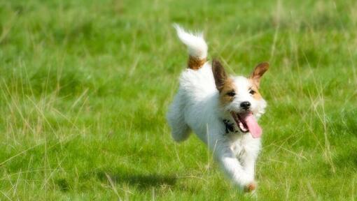 Parson Russell Terrier running on the field