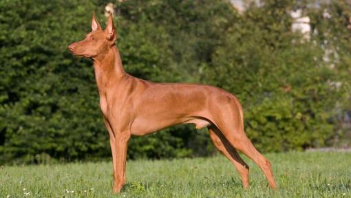 Pharaoh Hound standing in front of bushes