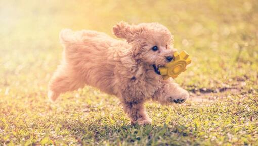 Poodle Toy is playing and jumping in the garden in a warm summer day