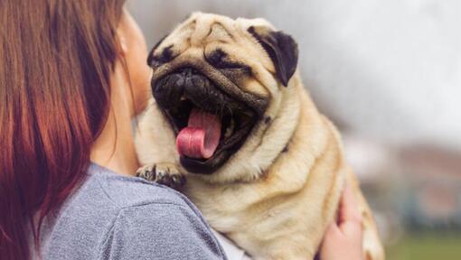 Pug yawns in the arms of the owner