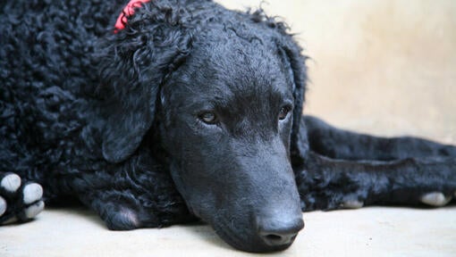 Curly coated retriever with red collar lying