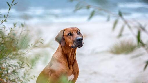 Rhodesian Ridgeback on the beach