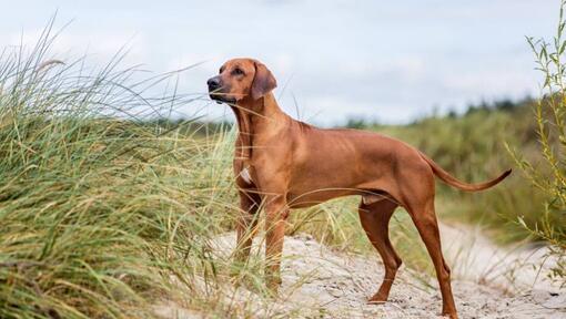 Rhodesian Ridgeback standing on the sand