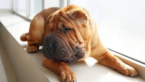 Shar Pei lying in the room