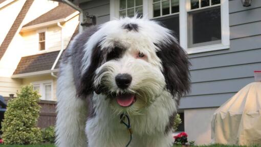 Dog standing in front of the house