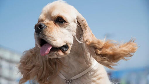 American Cocker Spaniel with sticking out tongue