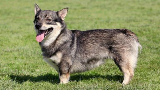 Swedish Vallhund standing on the grass and smiling