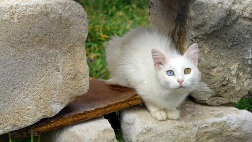 Turkish Van cat is sitting in the garden