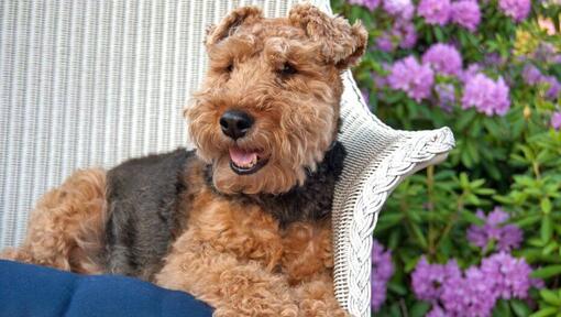 Welsh Terrier laying on chair