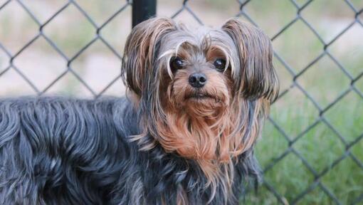 Yorkie Poo dog walking outside