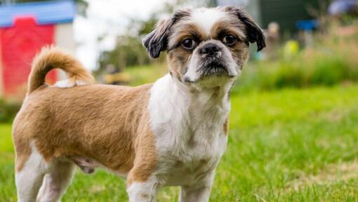 small dog standing on grass