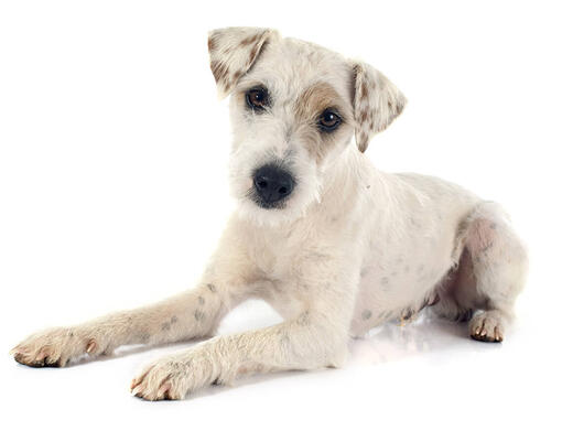 Parson Russell Terrier