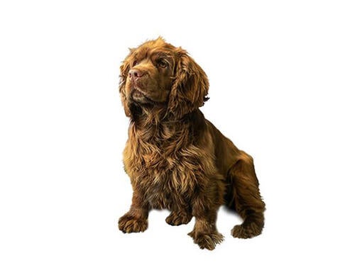 Sussex Spaniel Mobile