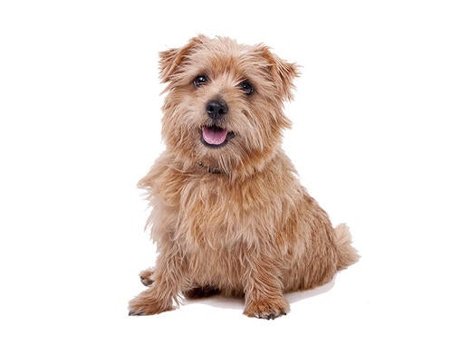 Norfolk Terrier Mobile