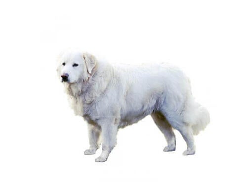 Maremma Sheepdog Mobile