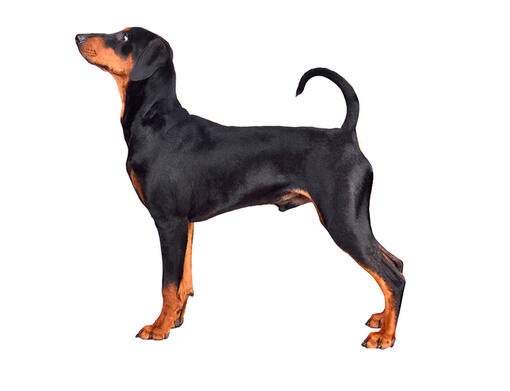 German Pinscher