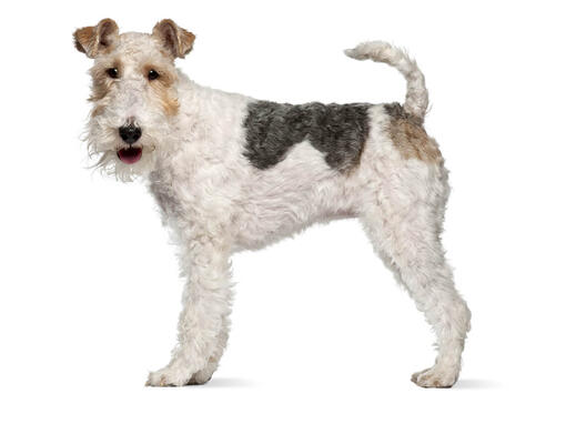 Fox Terrier Wire Coat