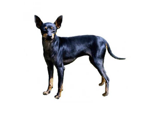 English Toy Terrier (Black & Tan)