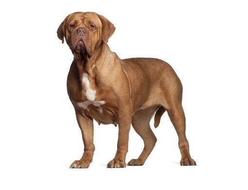 Dogue de Bordeaux