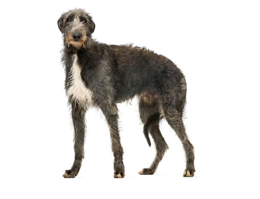 Deerhound