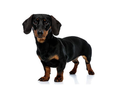 Dachshund (Miniature Smooth-Haired)