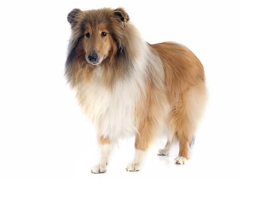 Collie (Rough)