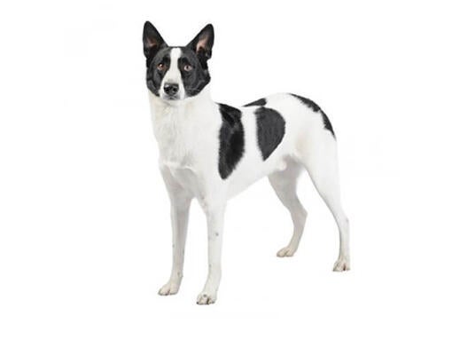 Canaan Dog