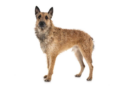 Belgian Shepherd Dog Laekenois