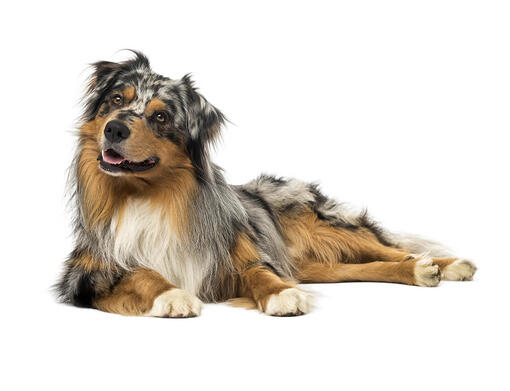 Australian Shepherd Dog