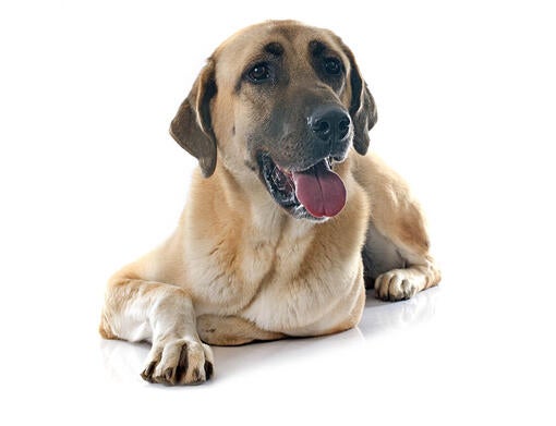 Anatolian Shepherd Dog