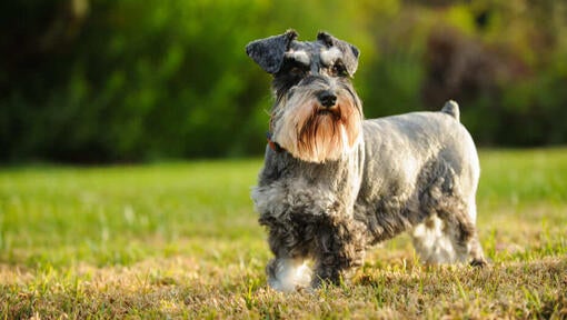 Grey dog standing in a field