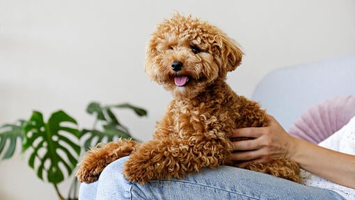 Maltipoo sitting on owner's lap