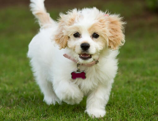 Cavachon