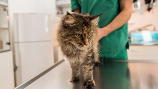 Cat being treated at the vets