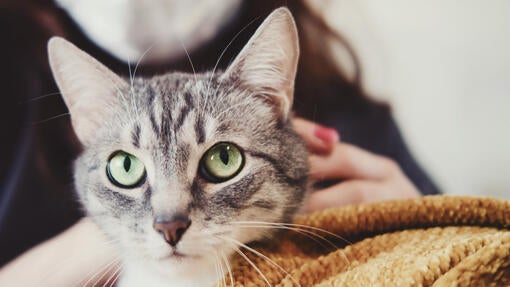 Cat snuggled in a blanket