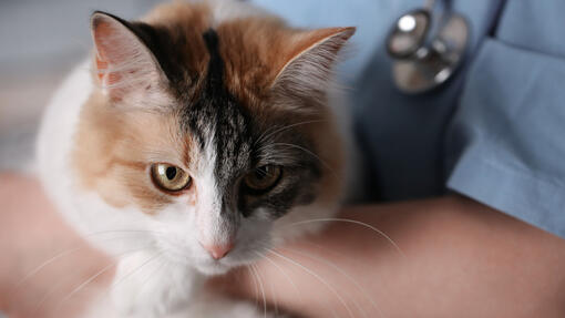 Cat being held by vet