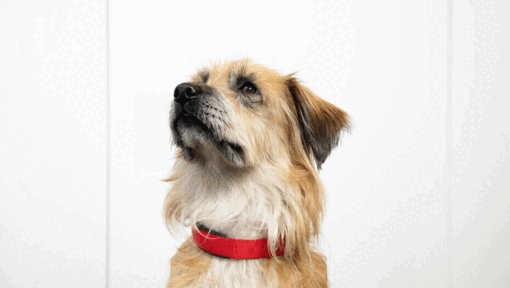 Halitosis and bad breath in dogs