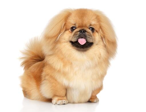 Pekingese Mobile