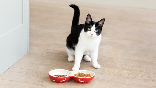 Black and white cat with Purina cat food
