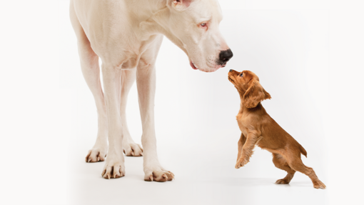 SUPERCOAT logo with white big dog and brown small dog approaching each other.