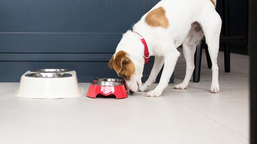 Puppy eating from bowl