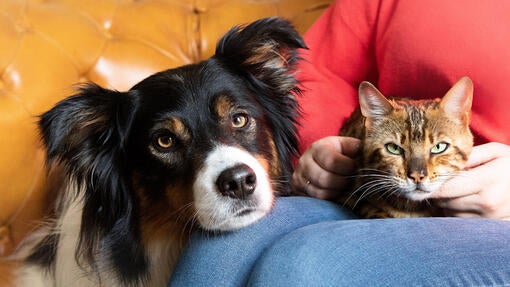 Dog and cat on owners lap