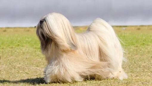 Lhasa Apso is standing and the wind is blowing a fur