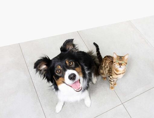 Purina Homepage Banner Updated 1139x872