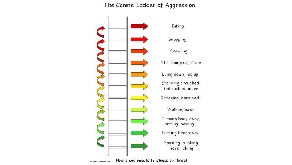 How to Stop Aggressive Dog Behaviour1 ladder of aggression