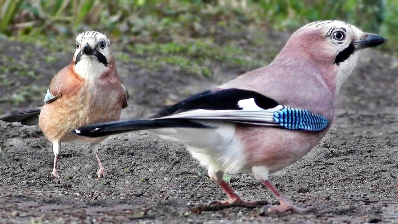 The best ensemble bird cast: robins, blackbirds, tits and goldfinches